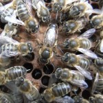 Apis mellifera mellifera queen