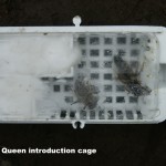 queen-intro-cage