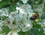 bee-on-hawthorn